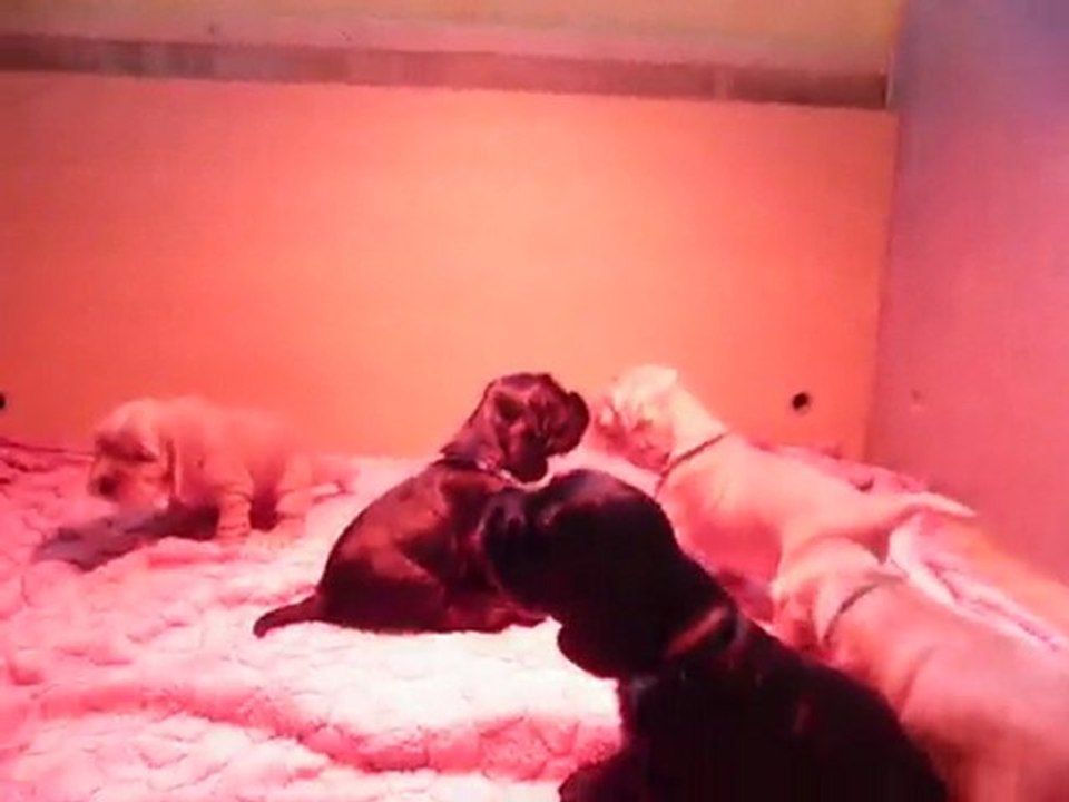 bébés Cara Juju tôt