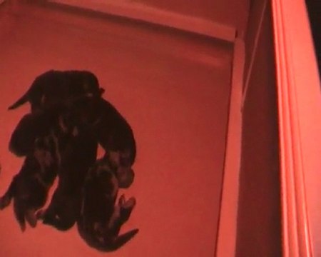 LES CHIOTS DES GARDIENS DE LA NACRE 2