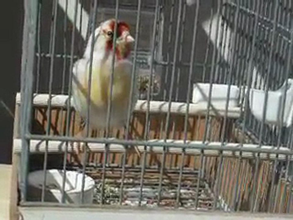 MoN mULeT cHaRdOnnErEt  male .