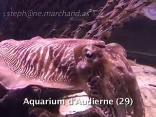 Plongée avec Seiche ADSL à Moelan-sur-Mer 🦑