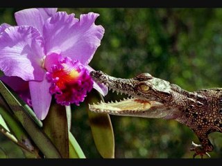 les bébés crocodiles