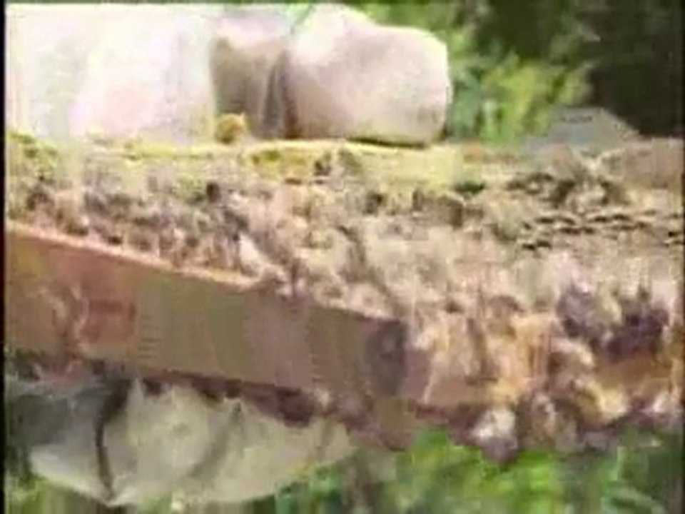 Yayçep - Arıcılık 1   Arı ailesi ve arılarda yaşam düzeni