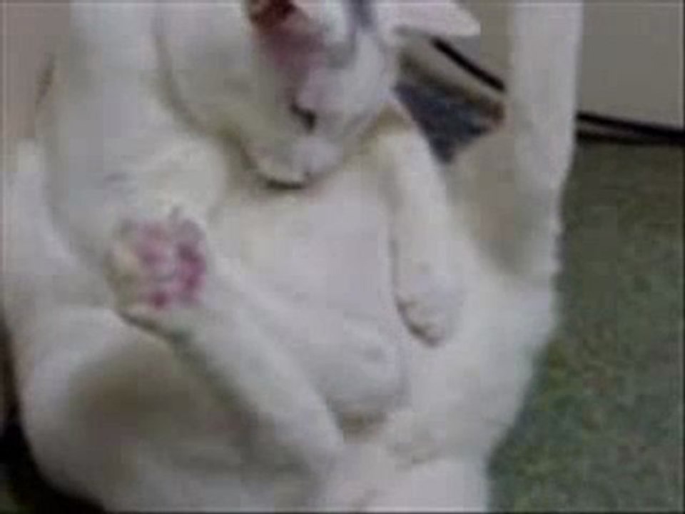What does a cat do?