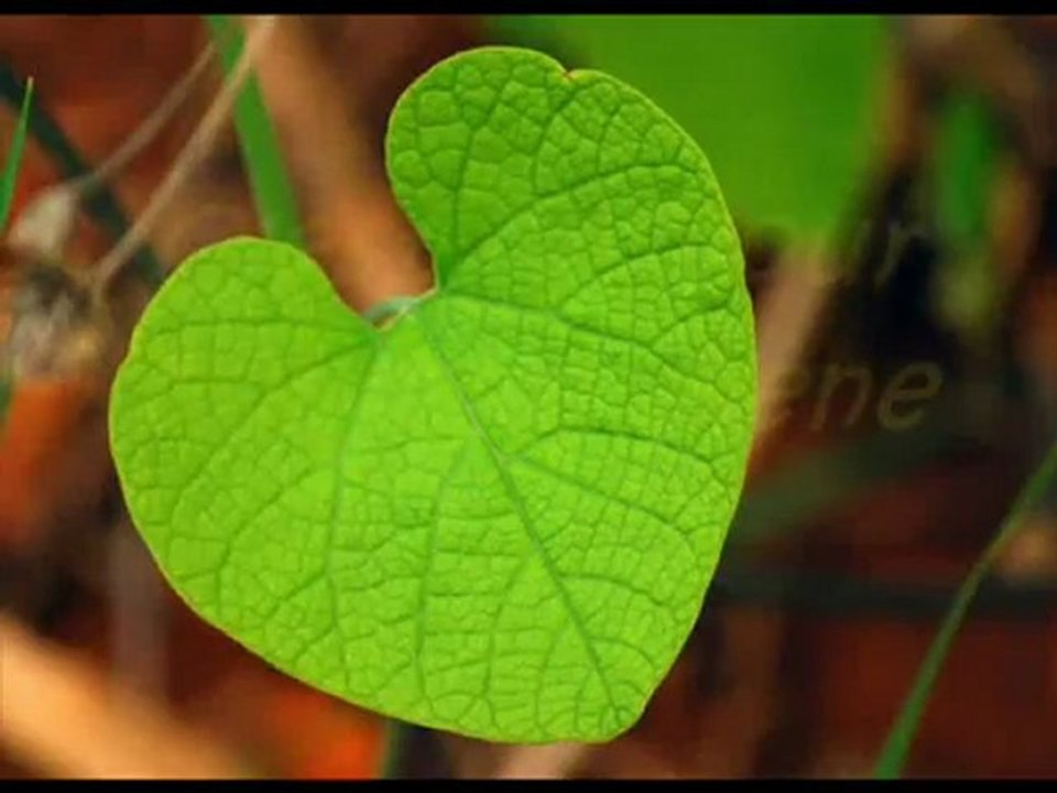 C'EST L'AMOUR QUI NOUS MENE