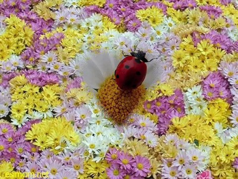 fasulya- Ata Demirer