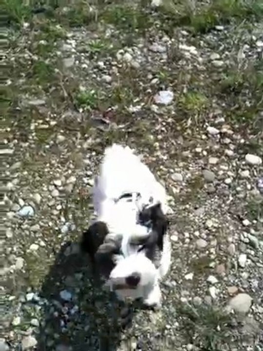 Tamba sur les bords du Rhin 2