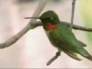 COLIBRI - COLIBRI EN BUSCA DE ALIMENTO - DOCUMENTAL
