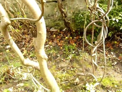 Sculptures-Vivantes _Printemps_Mars 2010