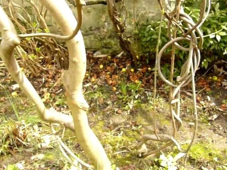 Sculptures-Vivantes _Printemps_Mars 2010