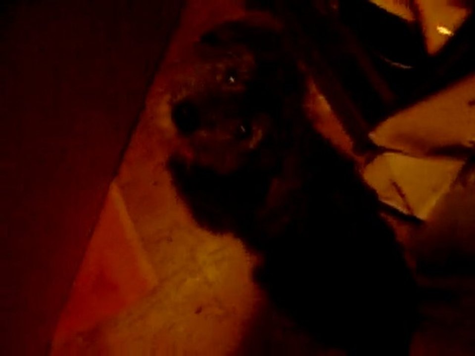 04 04 2010 Devant le placard des croquettes