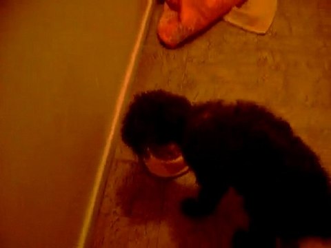 04 04 2010 Distribution des gamelles