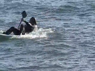 Island Waveski, el bautizo