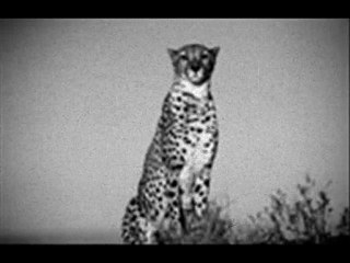 THE WAIT (killing joke) by FAC