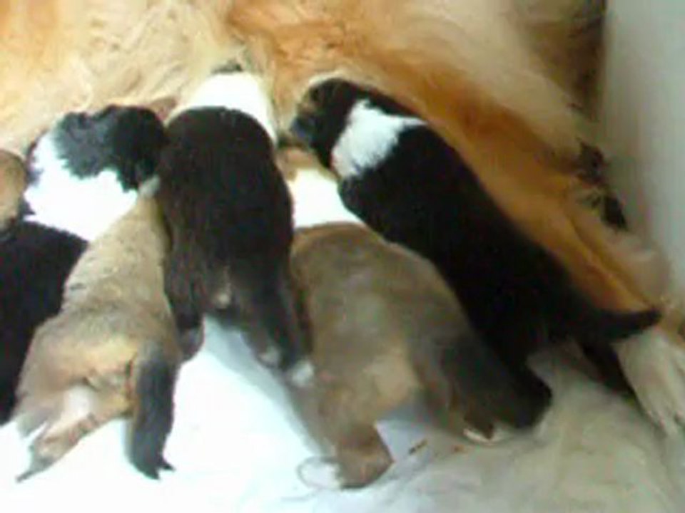 chiots colleys stuarts de boisbelle de Chipie et coca,