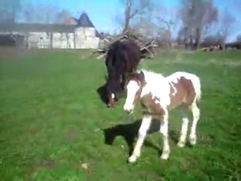 Encore Ambre, pouliche irish cob
