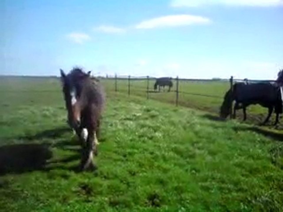 Pouliche irish cob : ambre d'aljuba