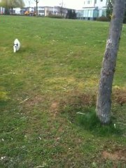 Tamba et ses copains