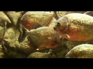 WTW : Clown fish, Pirhanna and sea turtle