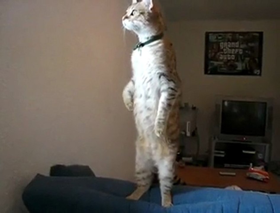 Le chat qui restait debout