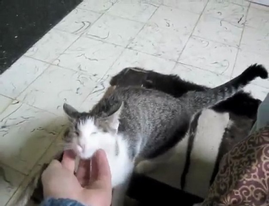 Première sortie du nid pour le plus téméraire des chatons