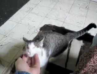 Première sortie du nid pour le plus téméraire des chatons