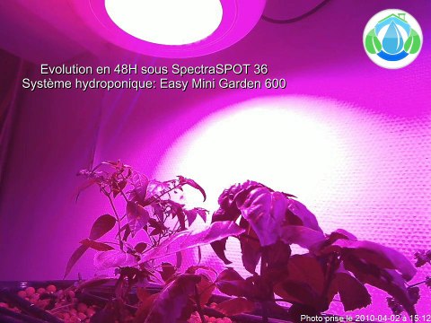 Evolution des plantes sous LEDs en 48H