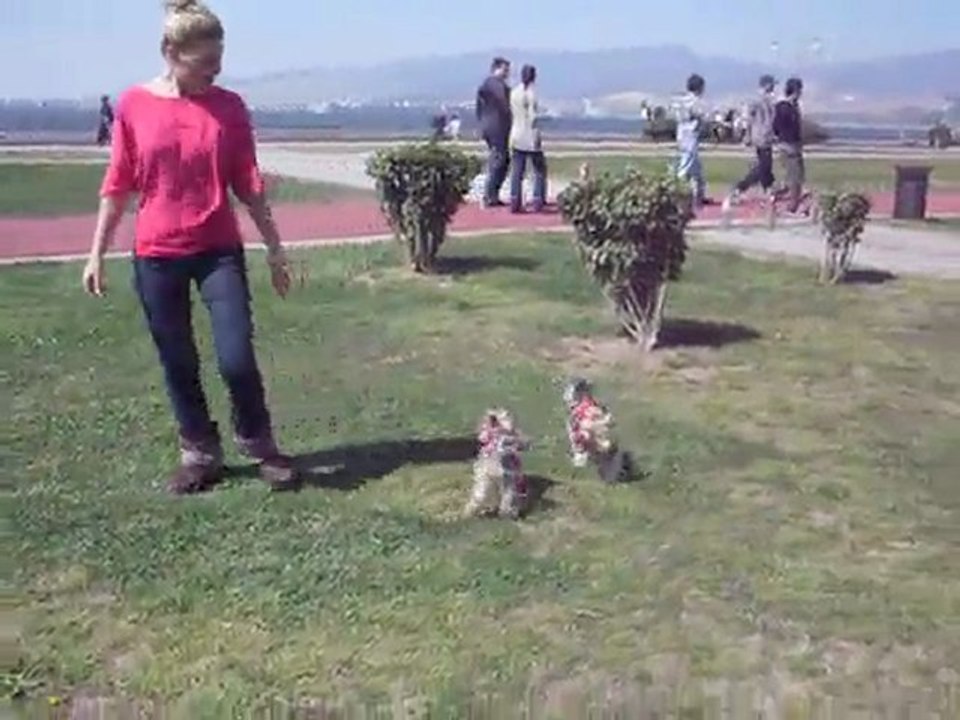 Kitty & Cheri Kordon'da özgür ;)