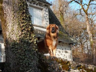 Dogue du Tibet