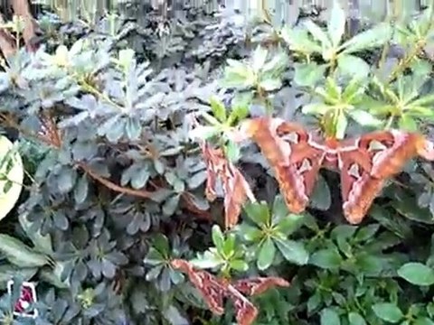 La serre aux Papillons