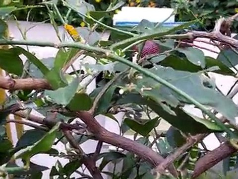 La serre aux Papillons