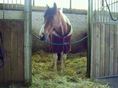 Un cheval à Mancieulles Paques 2010 M&F