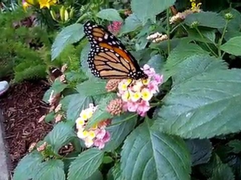 La serre aux Papillons