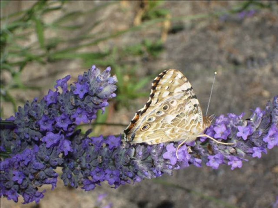 Papillons