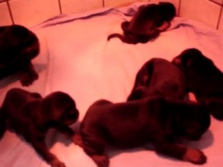 chiots F'hiram  X Jamaha 017