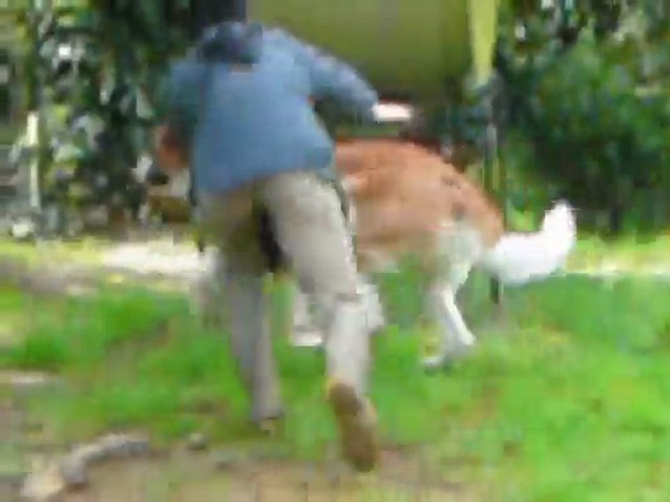 Dagobert 05042010 005