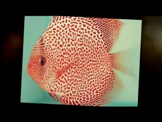Baltimore Tropical Fish Wholesale Supply - Baltimore Maryla