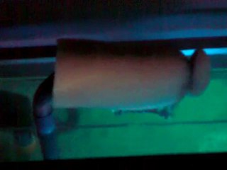 Yürüyen kedi balığı - Clarias batrachus (15 cm) Akvaryumum