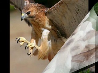 Video 96 EL SECRETO de La Ley de La Atraccion