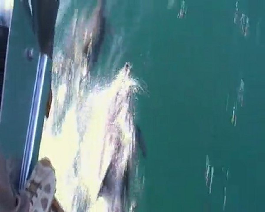 White Island 1 dauphins