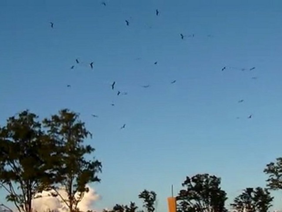 Oiseaux.avi