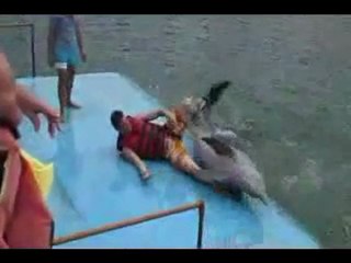 funny video - humping dolphin