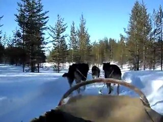 En trineo de perros por Finlandia (3 de 3)