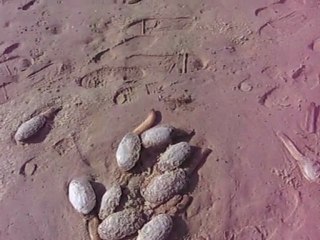 Les palourdes échouées