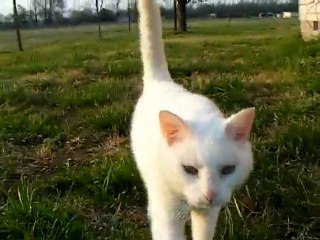 Ms Kitty outside Checking stuff out