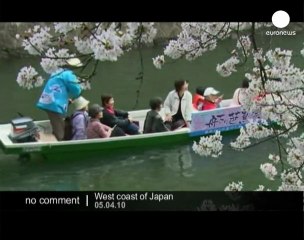 Japanese Cherry blossoms