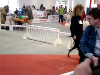 CACIB EXPOSITION MARSEILLE B'ATHOS DE FASSANO