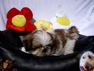 Shih Tzu pups beschikbaar 06-04-2010