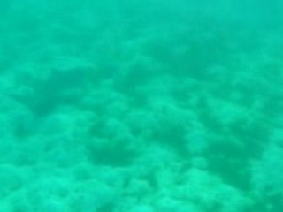 requin dormeur, Tobago cays