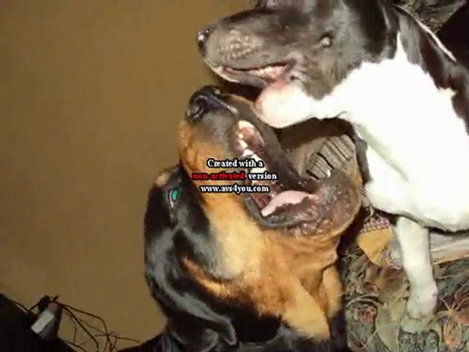 rottweiller et staf mes bebe