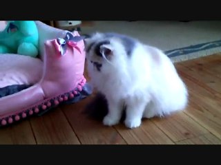 chatterie de l'antre de chrystal